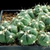 Gymnocalycium_horstii_1